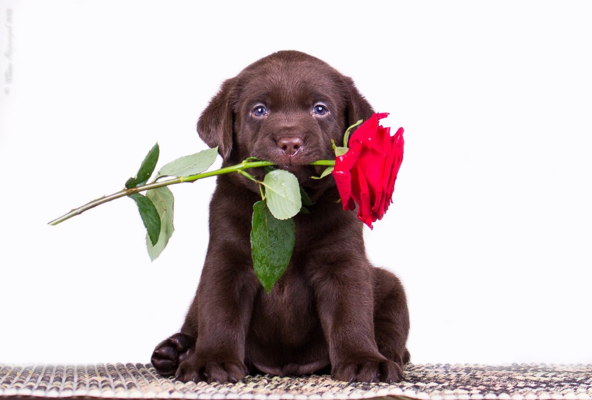 Шоколадный лабрадор с розовым носом