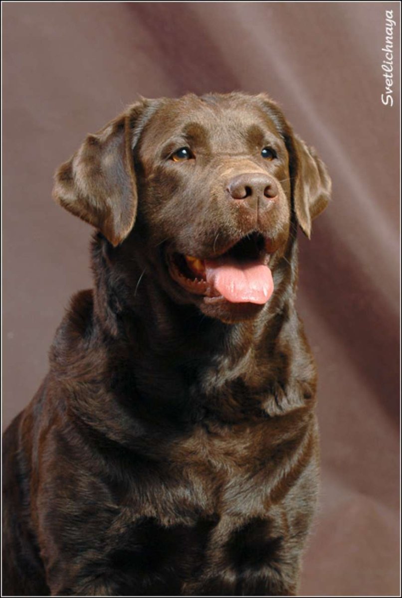 Лабрадор ретривер шоколадный с голубыми глазами