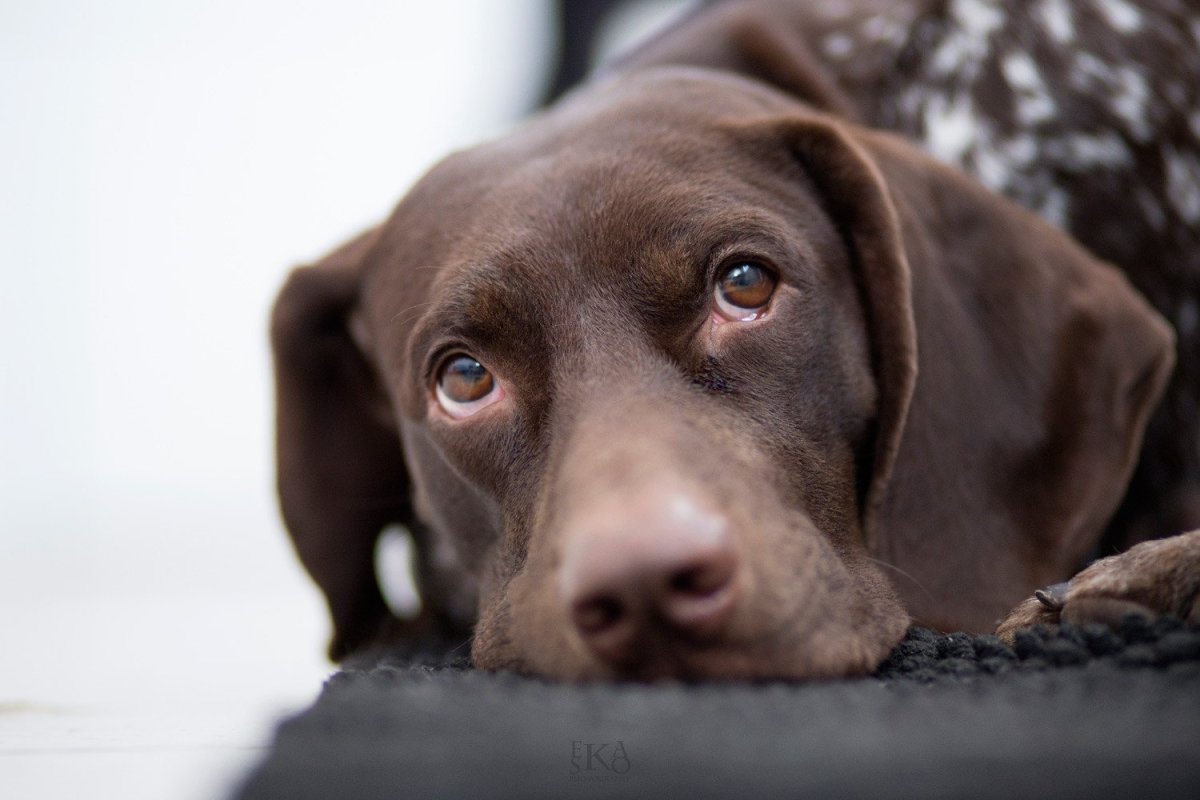 Курцхаар шоколадный