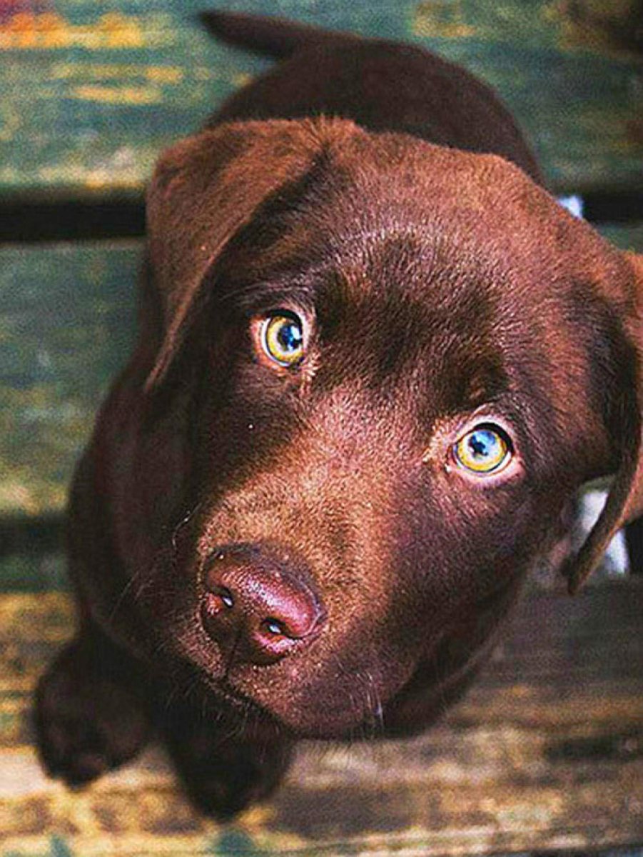 Шоколадный английский лабрадор