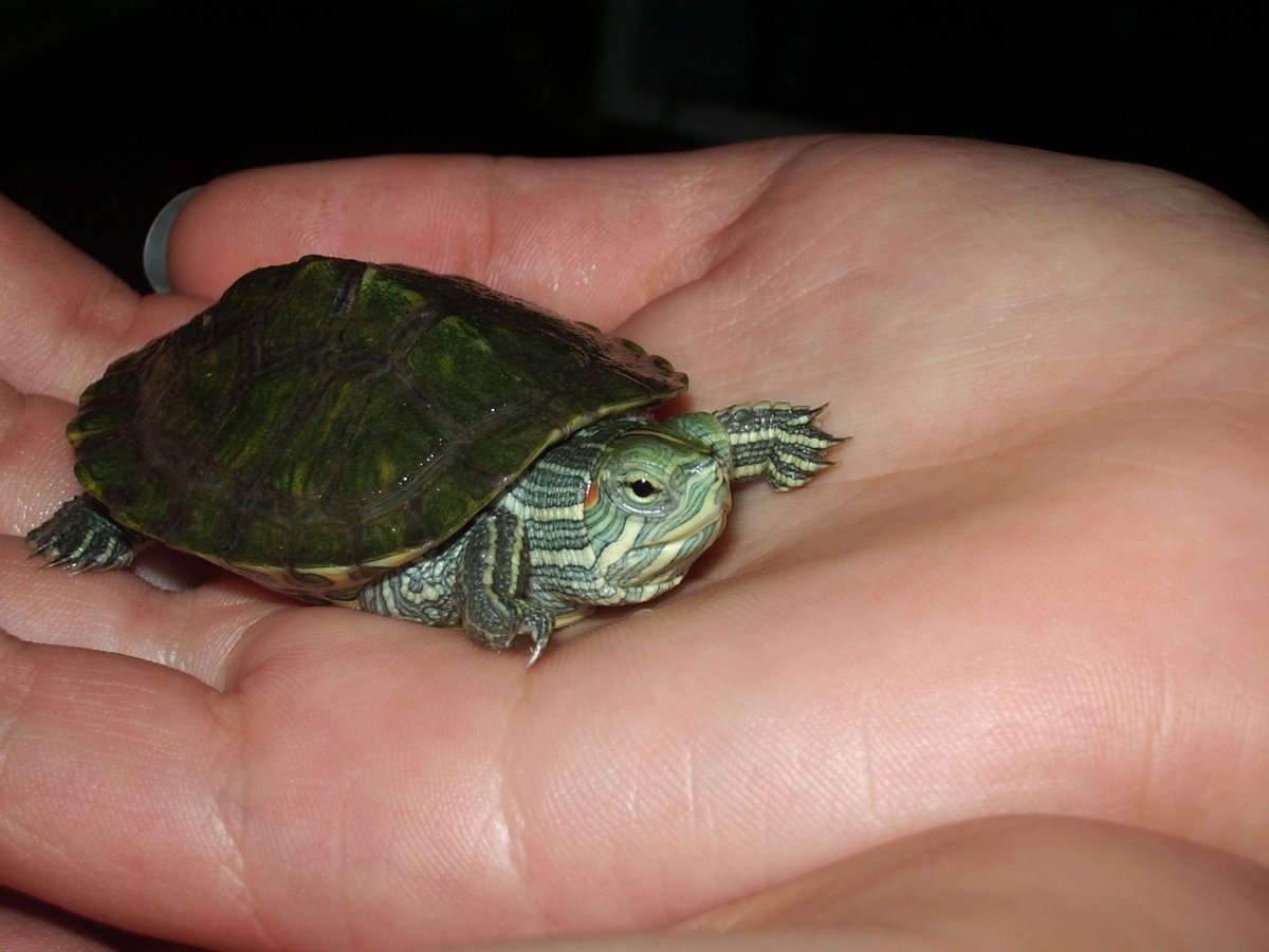 Красноухая черепаха детеныш