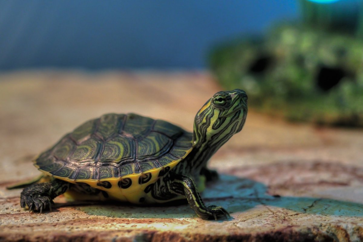 Капская крапчатая плоская черепаха