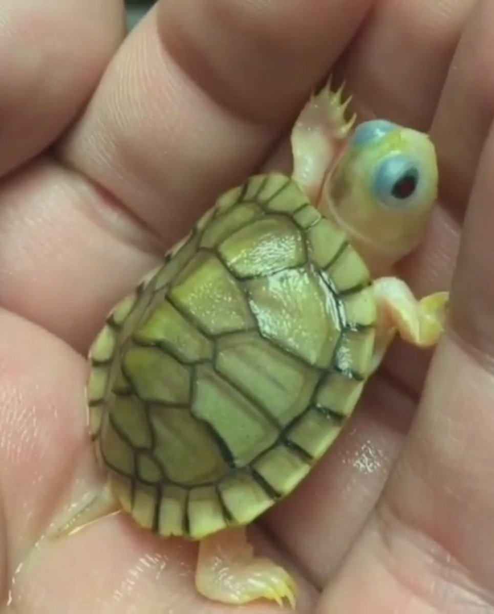 Черепашки зоомагазин