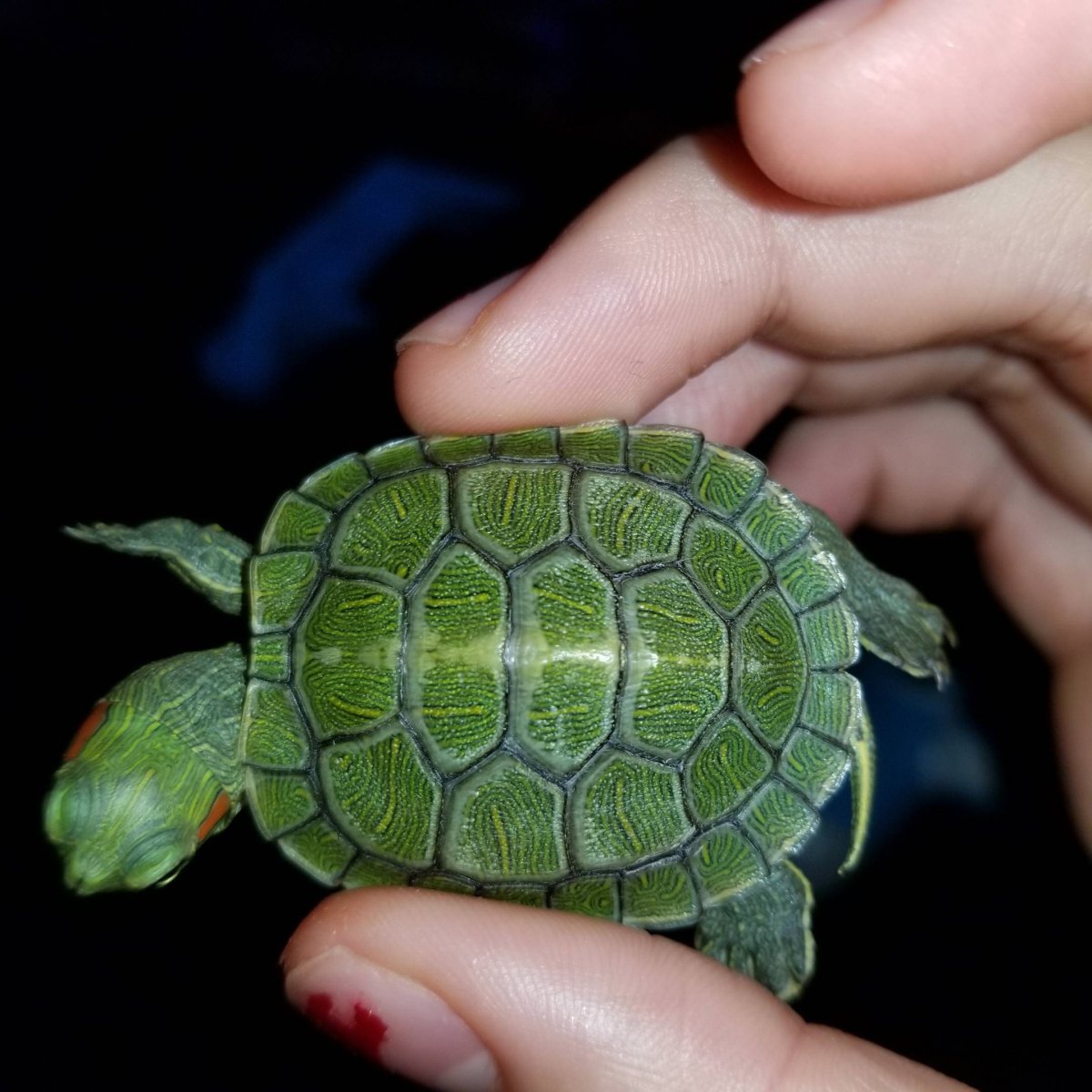 Карликовые Черепашки красноухие