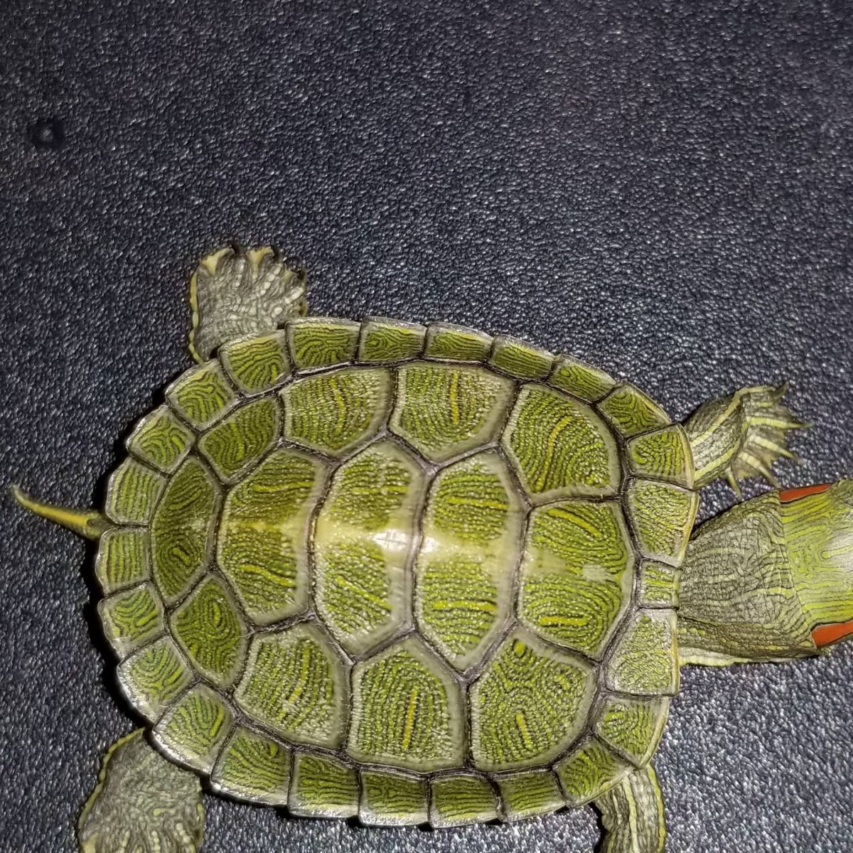 Смешные красноухие черепахи