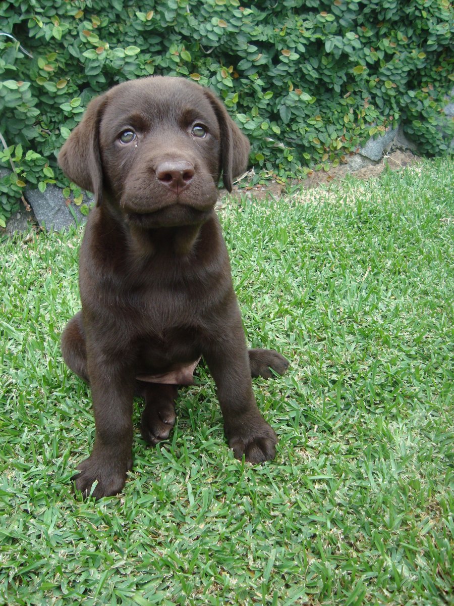 Собака шоколадный лабрадор
