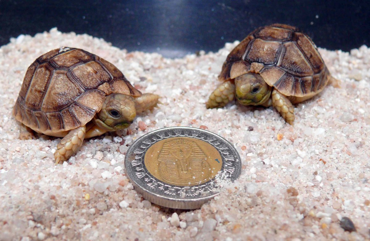 Намаквалендская черепаха