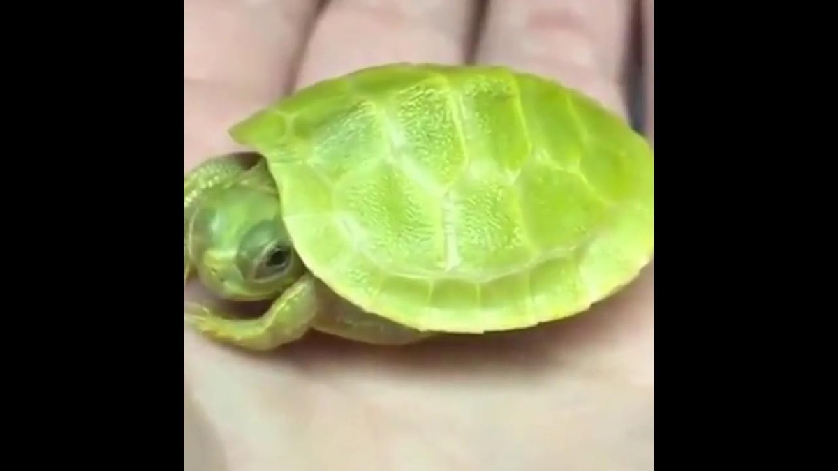 Тайская черепаха декоративная