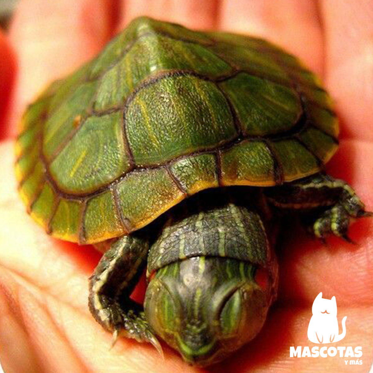 Голубая морская черепаха