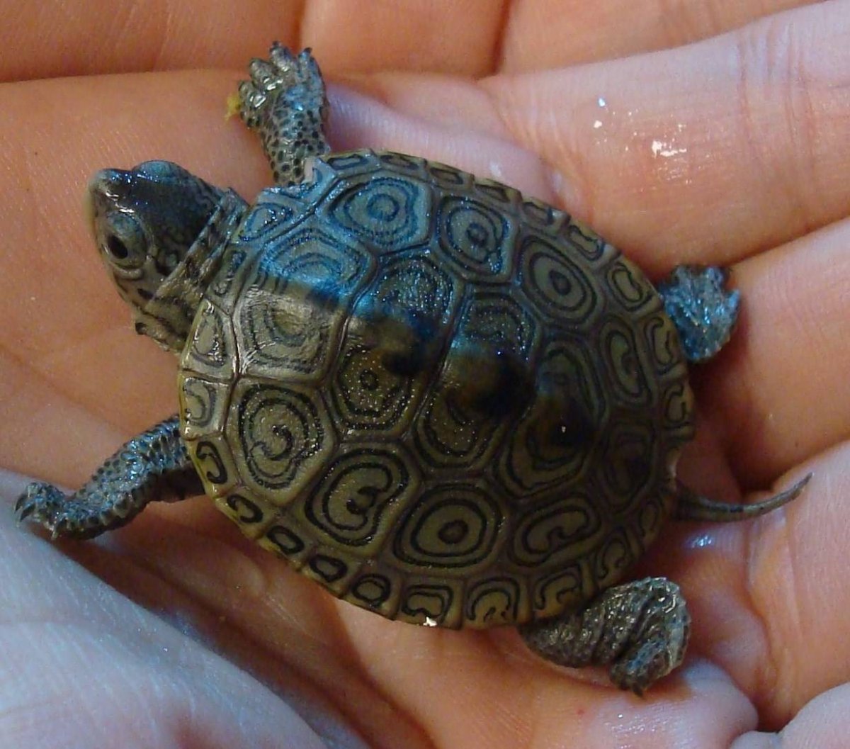 Декоративные Черепашки