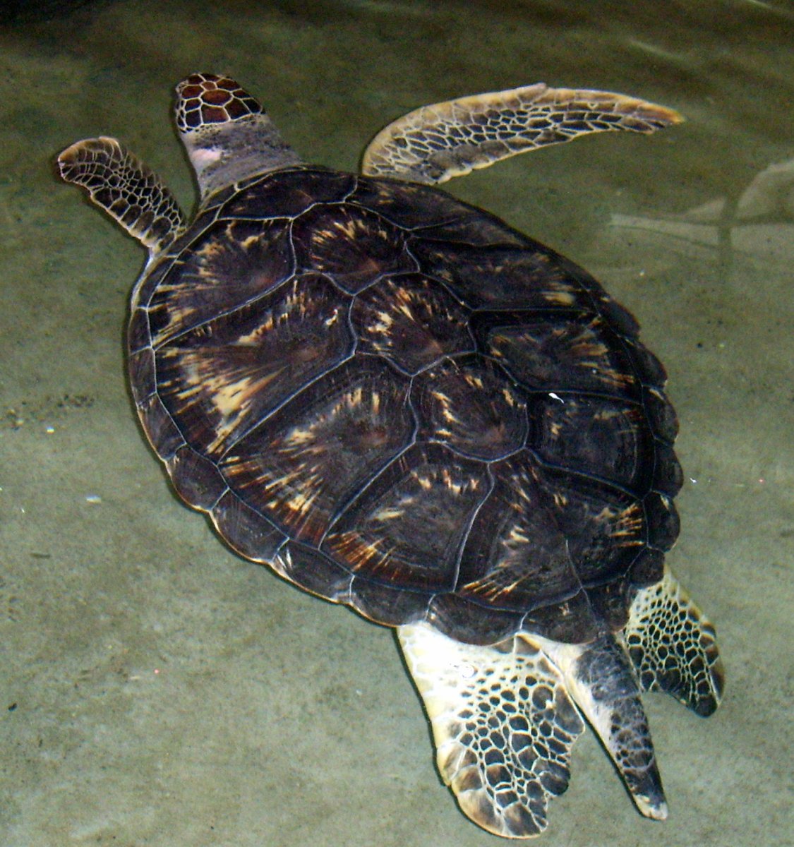 Зеленая Черепашата