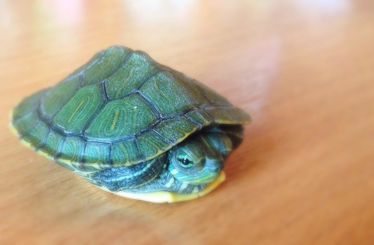 Красноухая черепаха маленькая