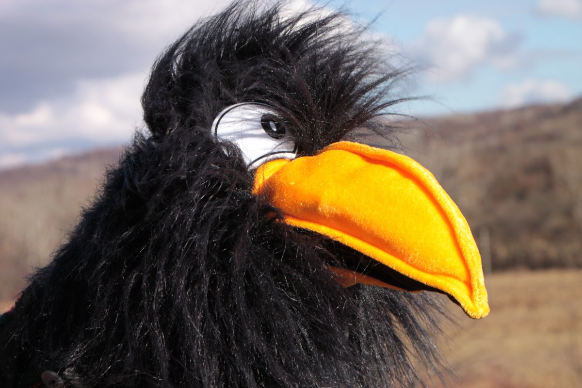 Ворона с желтым клювом