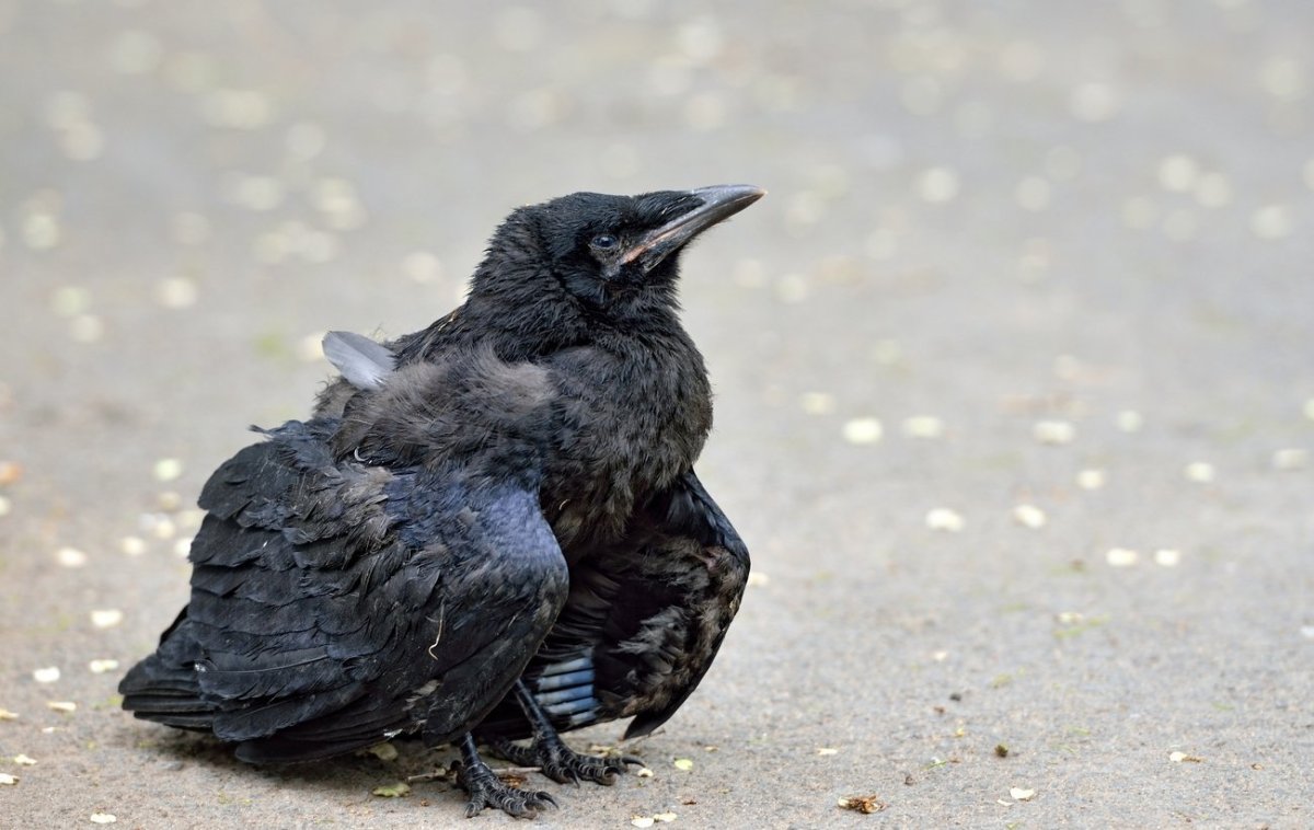 Воронёнок (птенец во́рона)