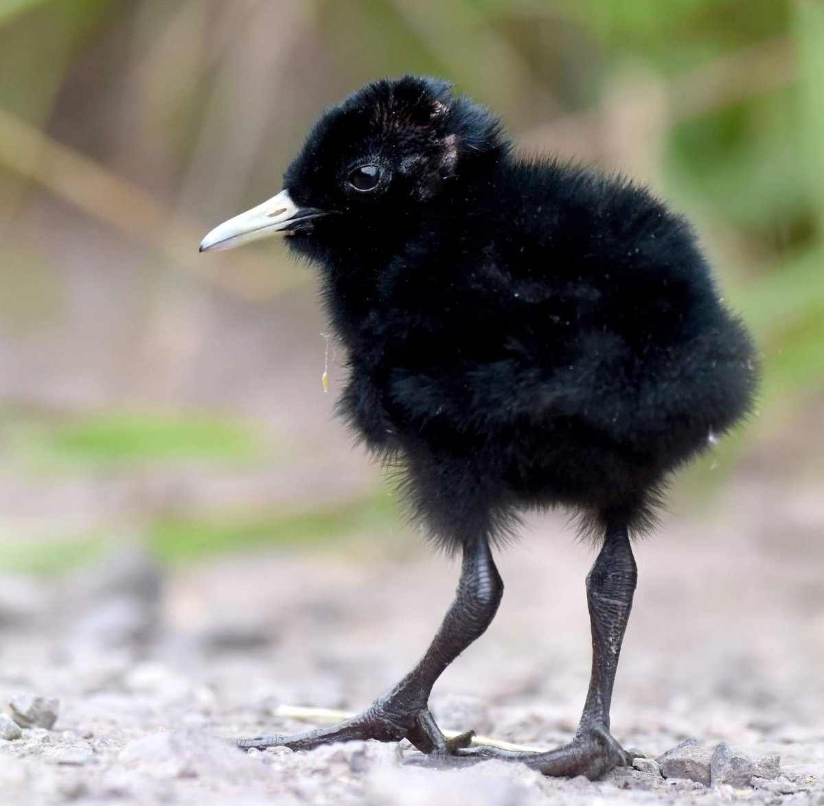 Птенец Грача