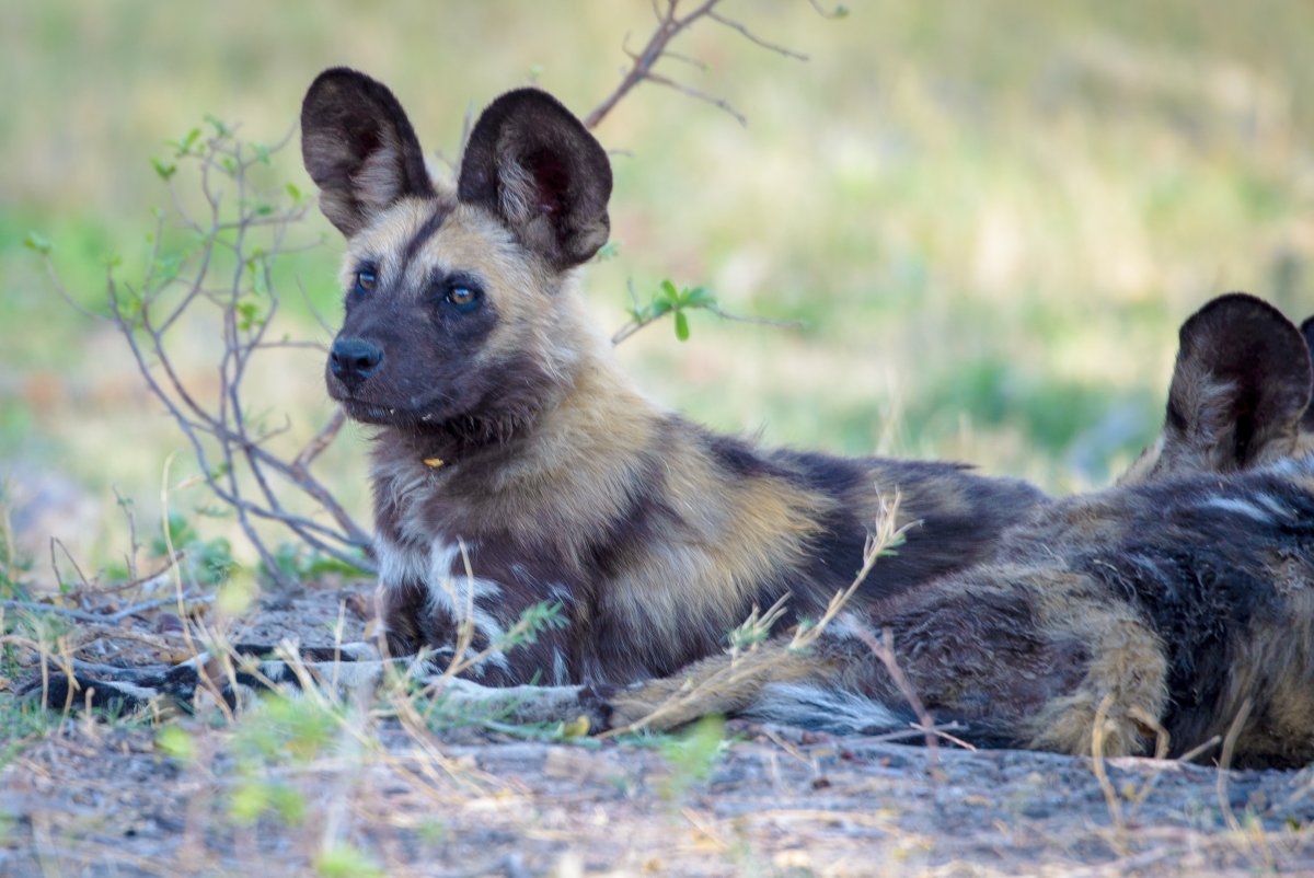 Американская Дикая собака