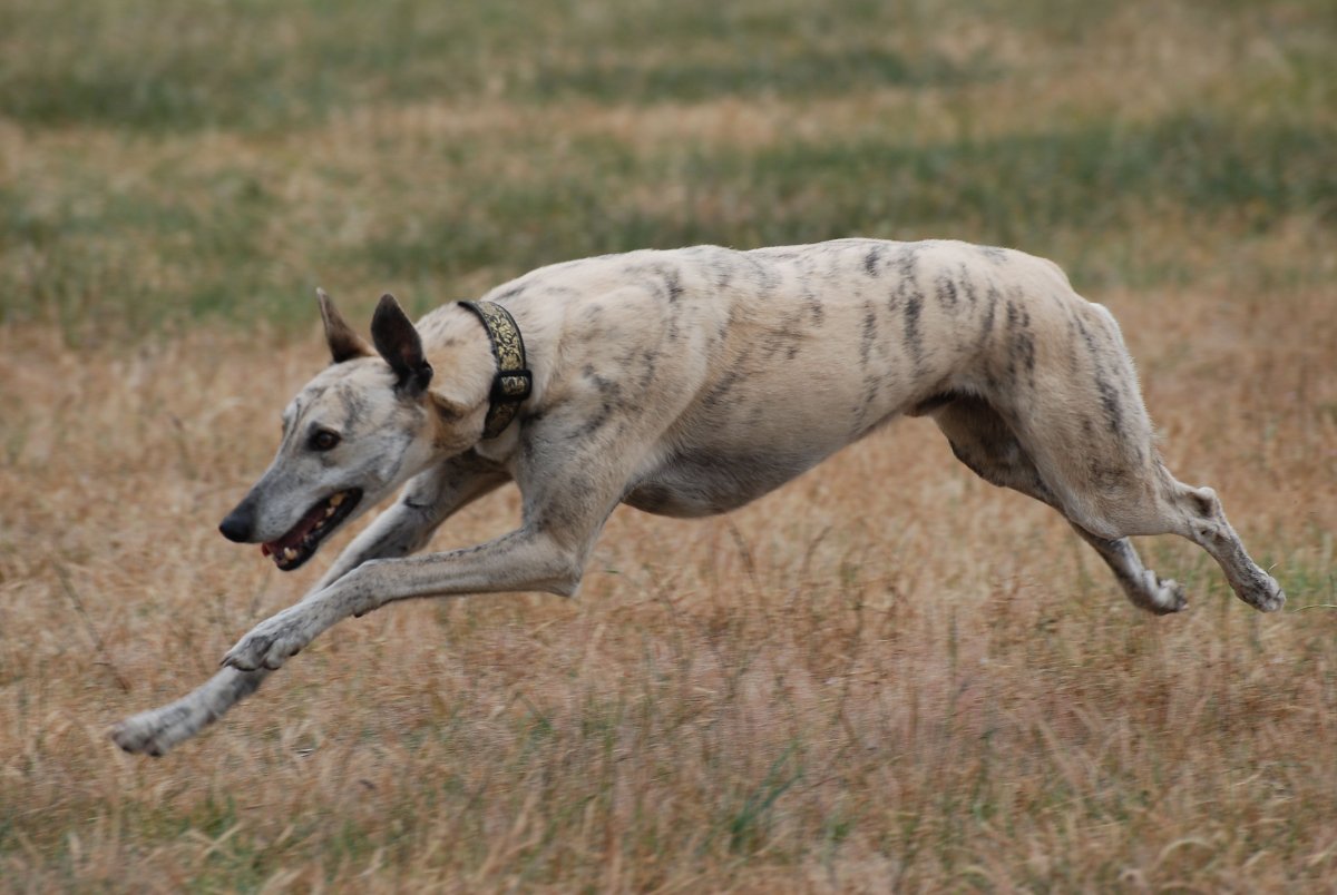Охотничья собака бежит