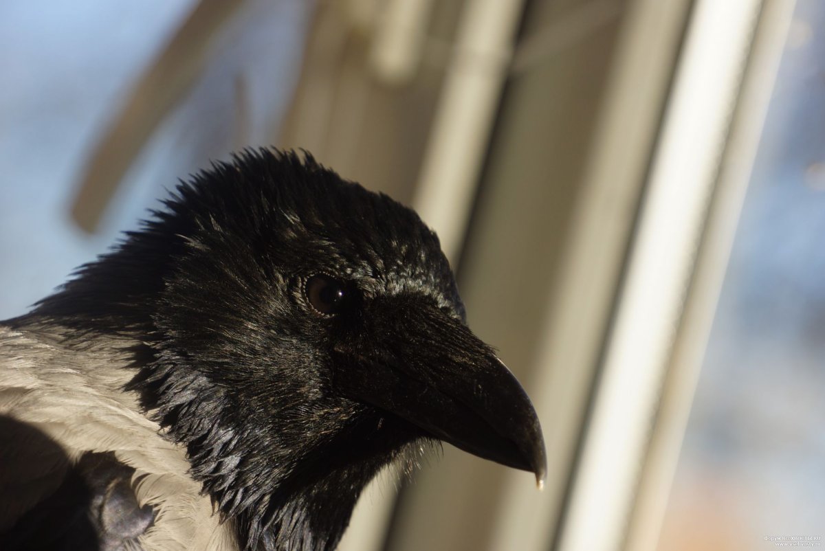 Ворона Каркуша