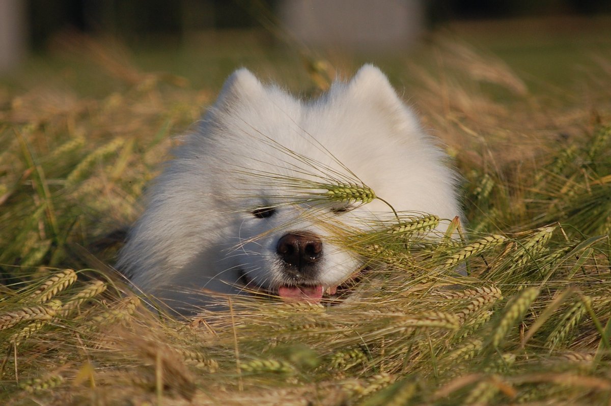 Самоед собака