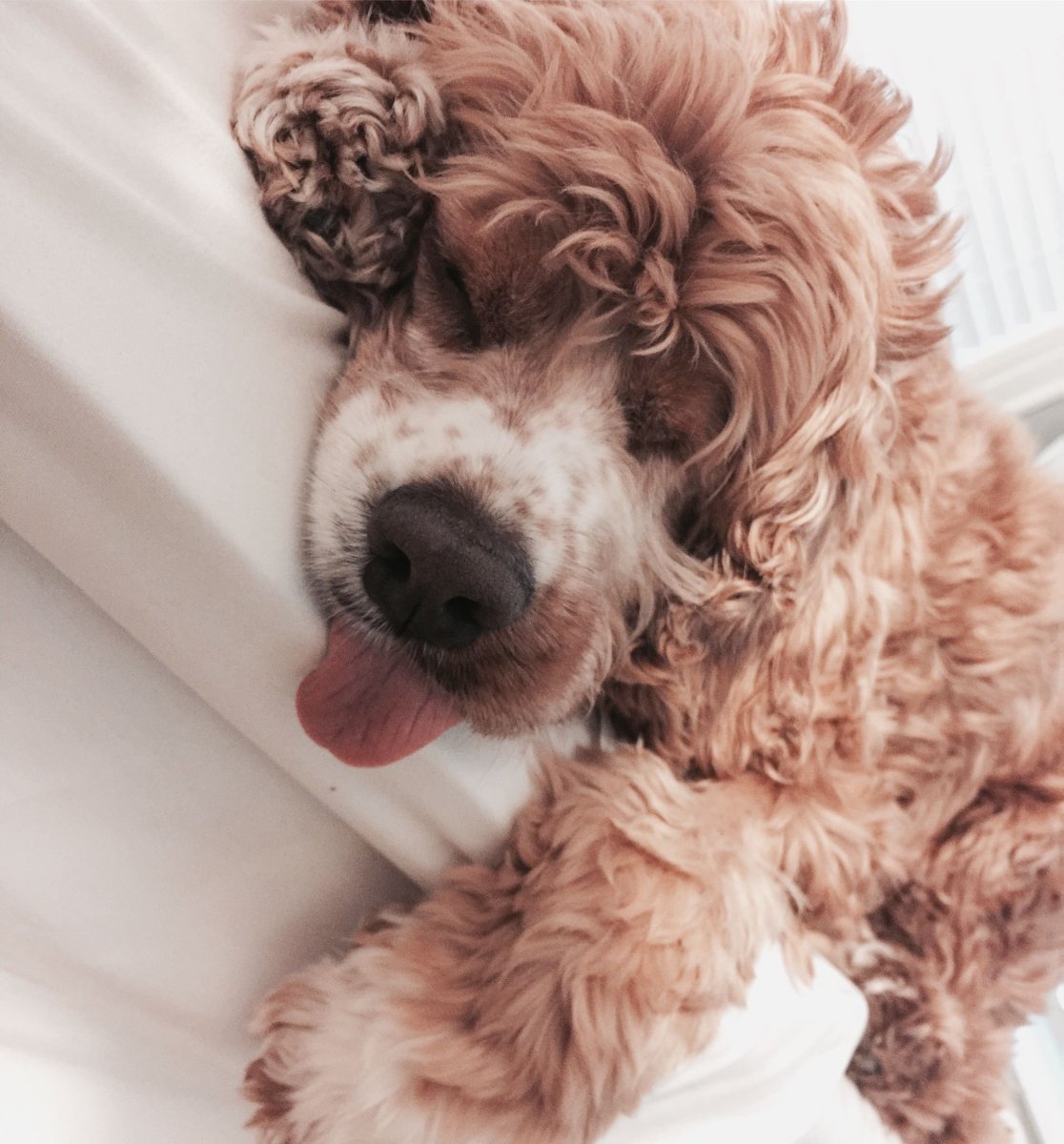 Эстетика песиков