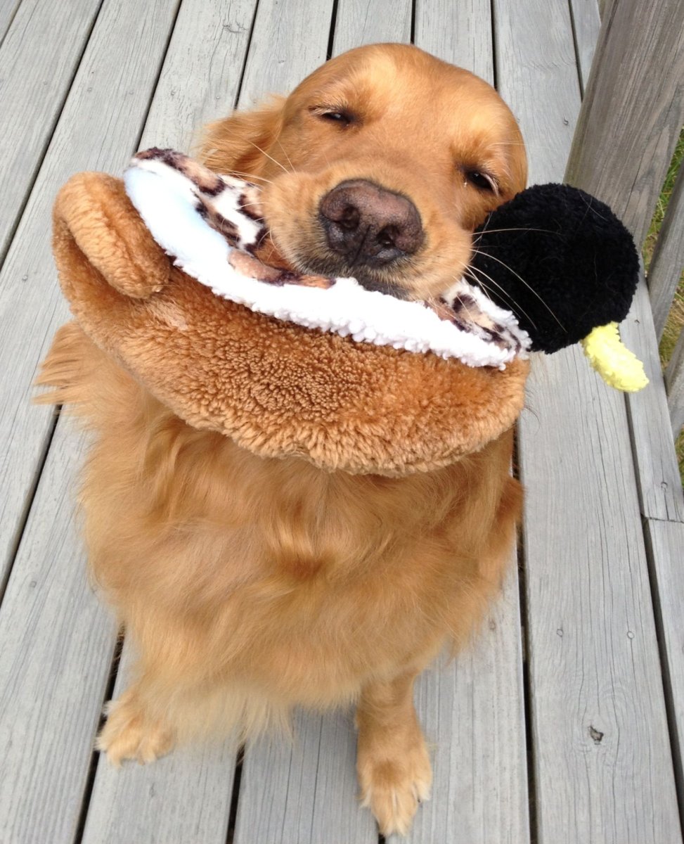 Золотистый ретривер смешной