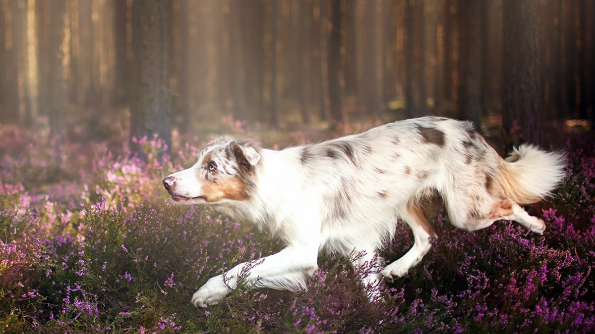 Собака бордер колли