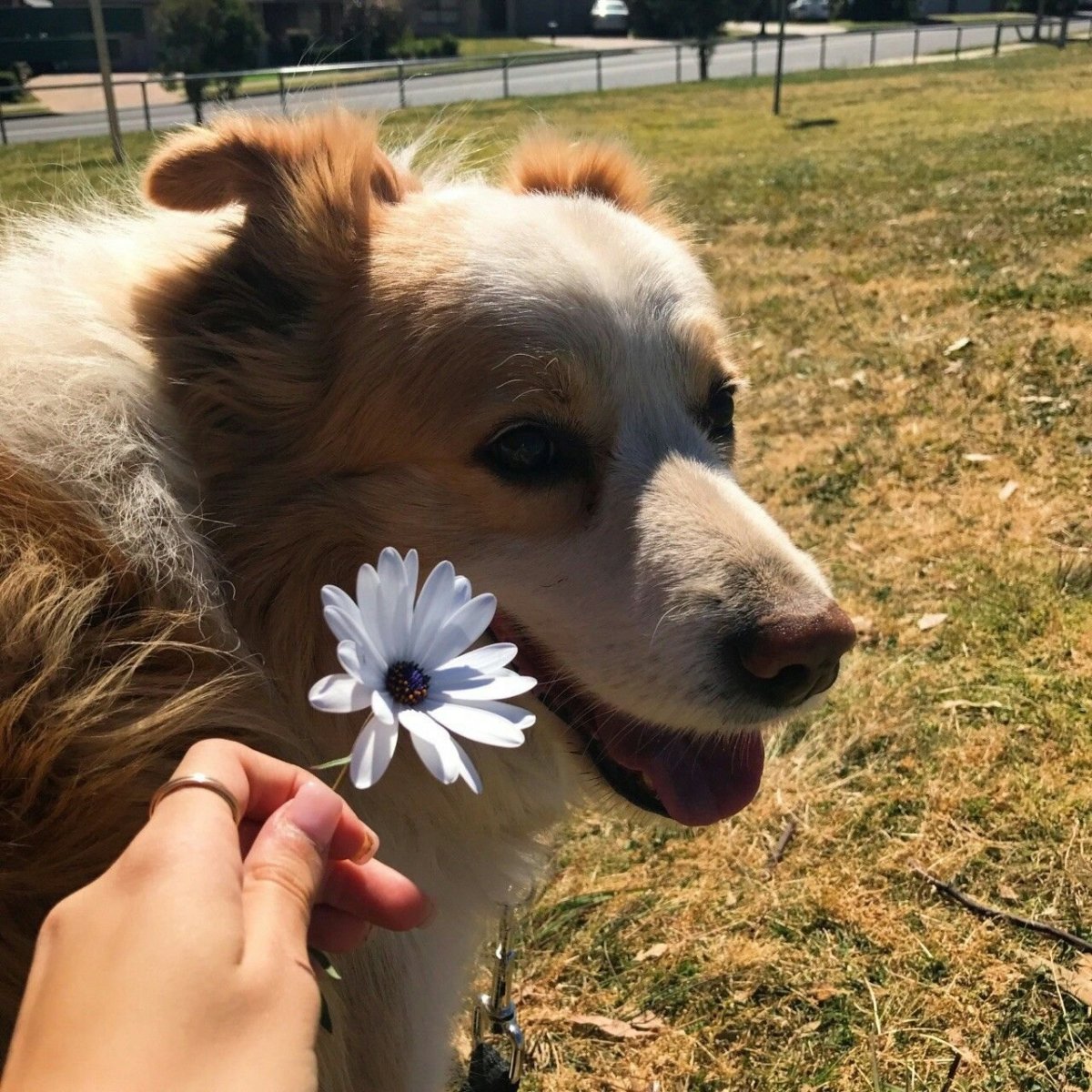 Собака Эстетика Пинтерест