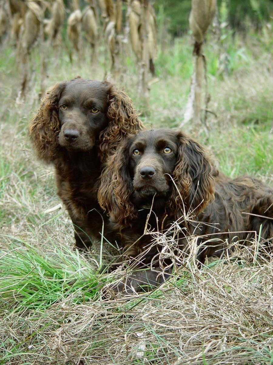 Спаниель дратхаар