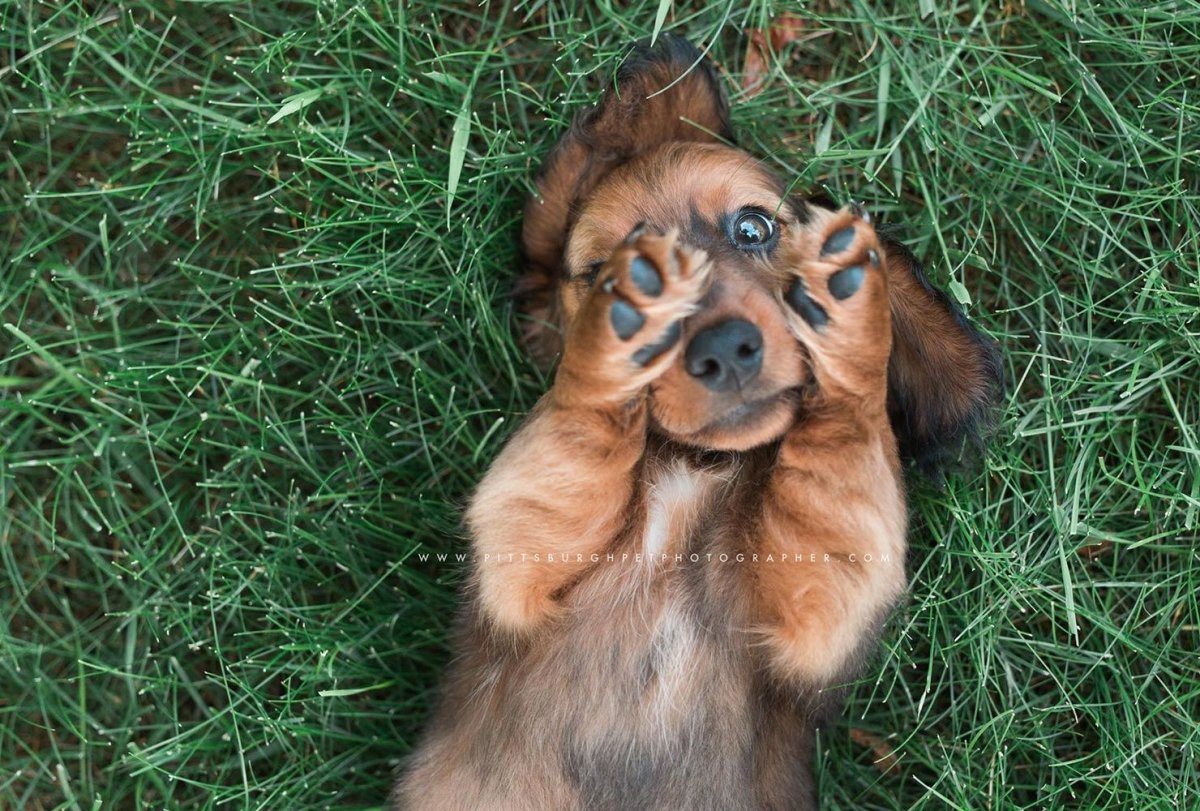 Собаки отредактированные фото