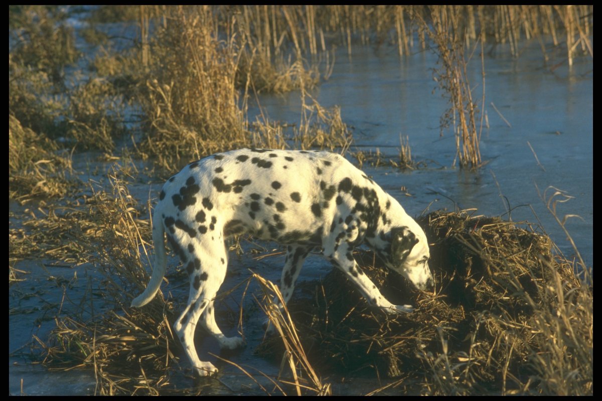 Болотный пес