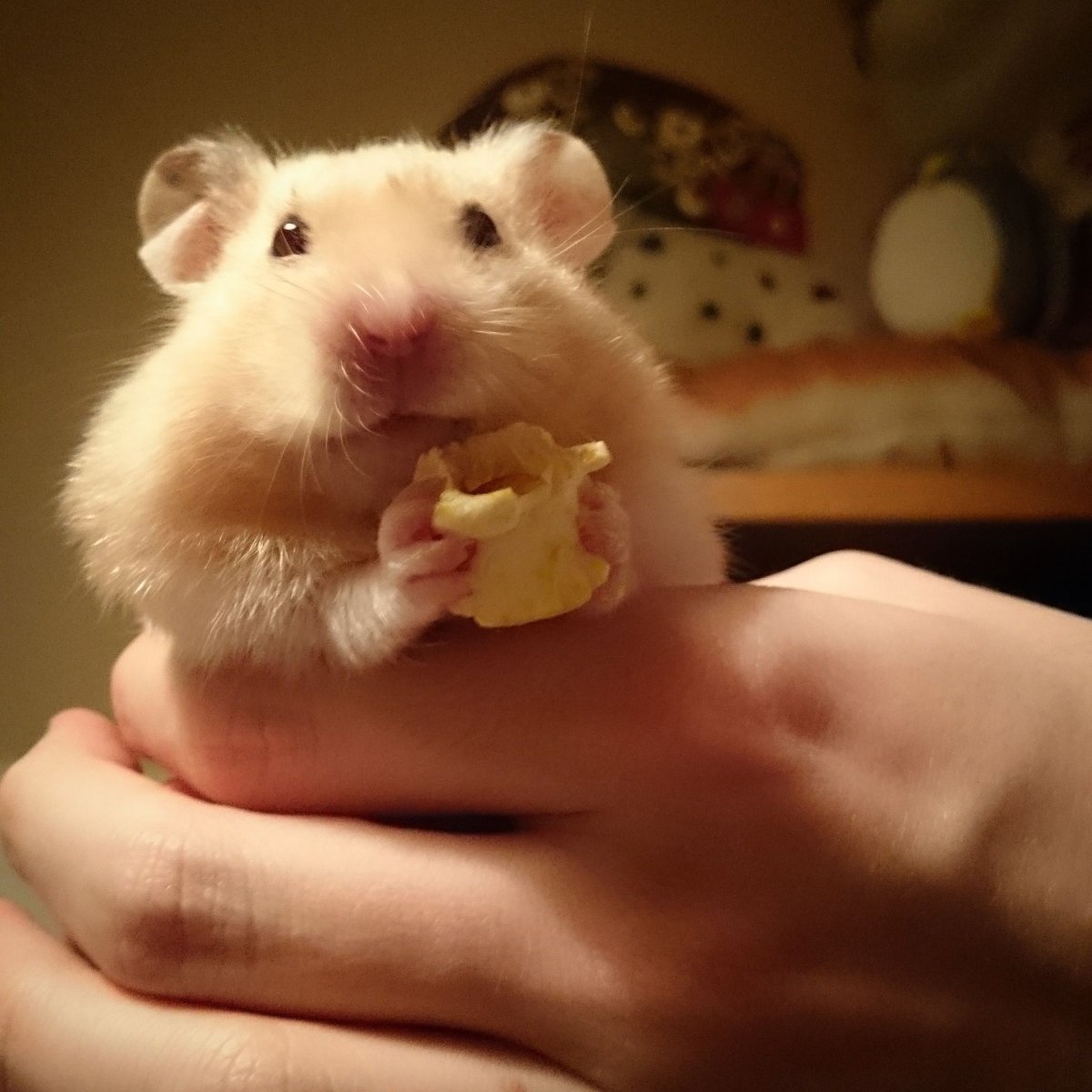 Толстощекий хомяк