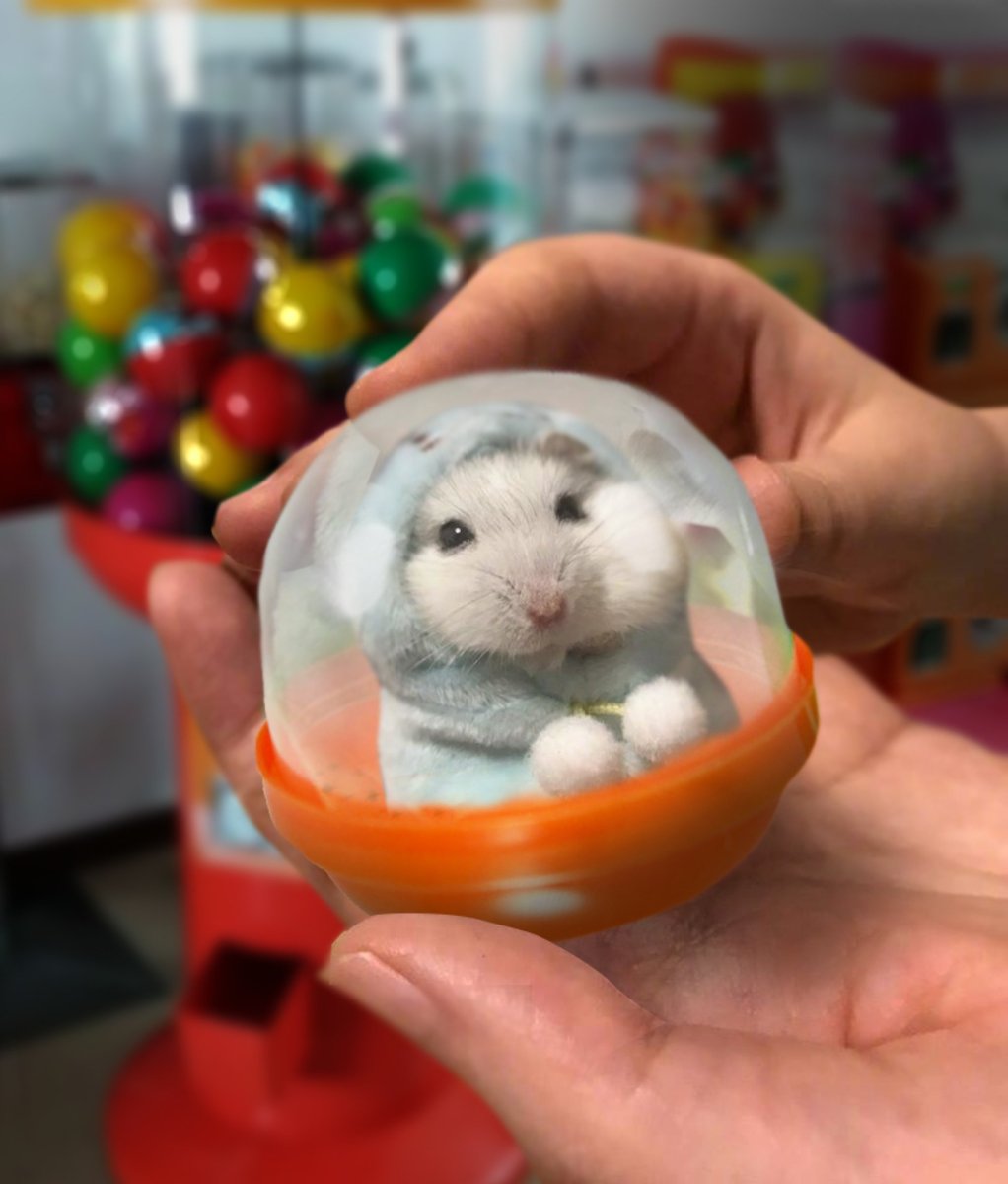 Фотосессия хомяка