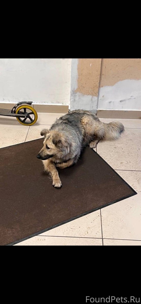 Собаки сохры