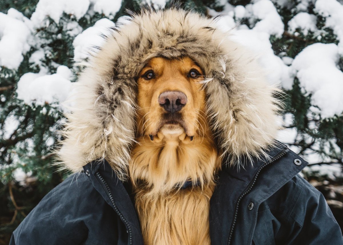 Сутулая овчарка