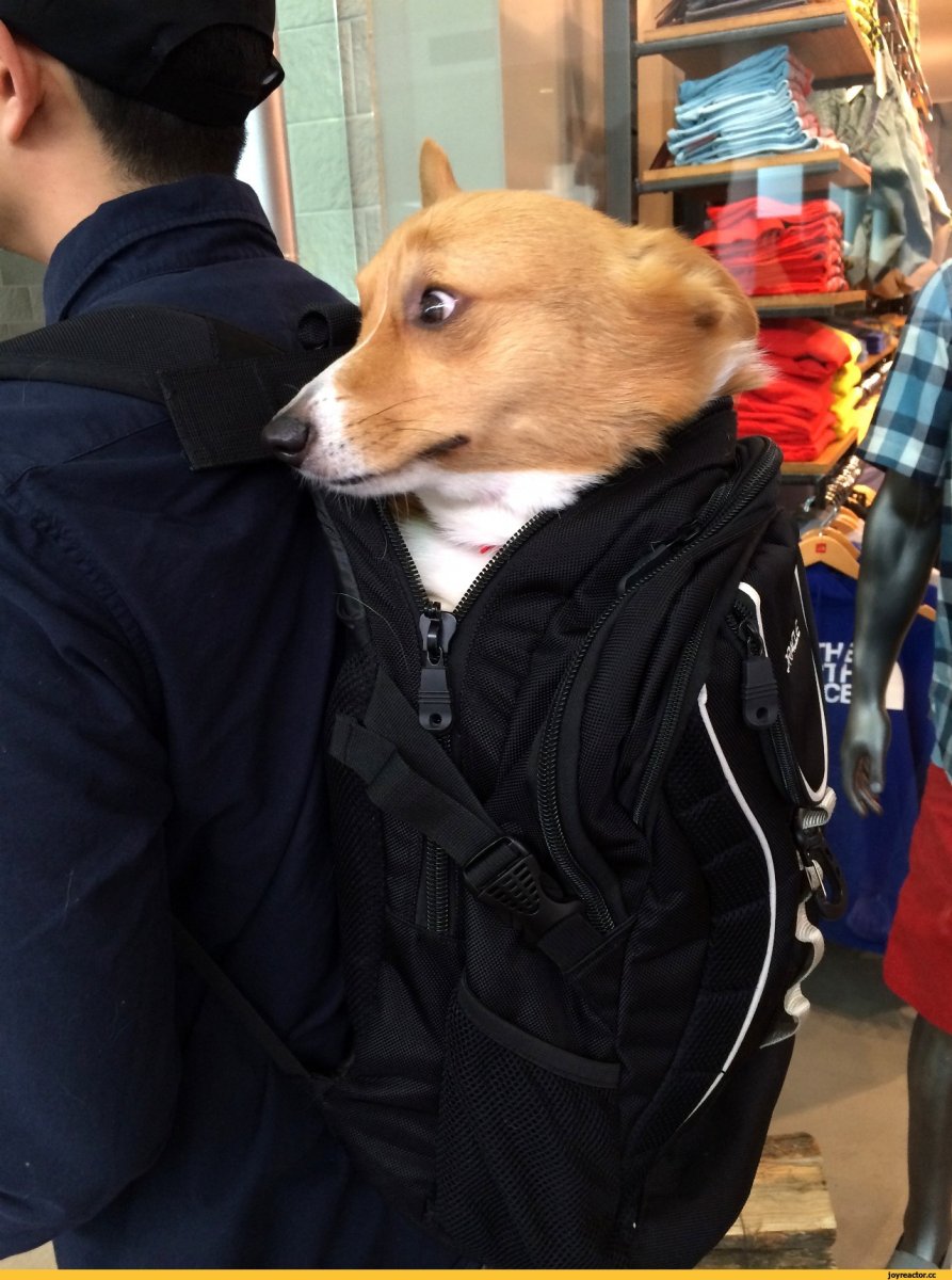 Служебные собаки полиции РФ