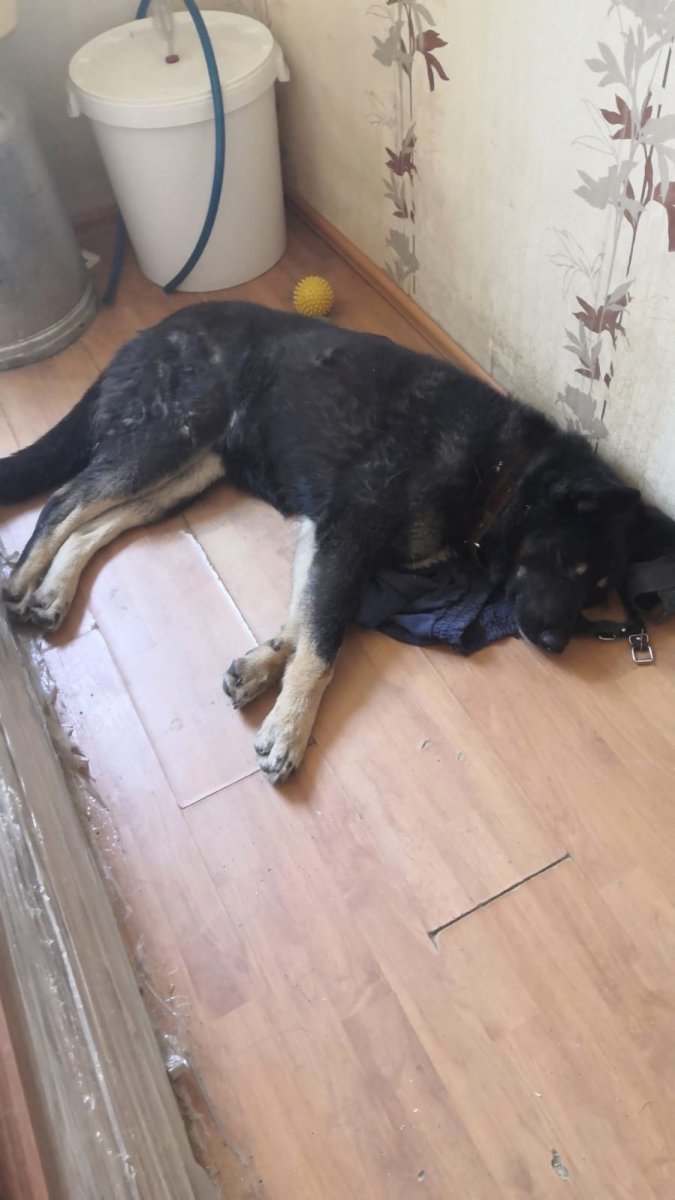 Лабрадор разминирование