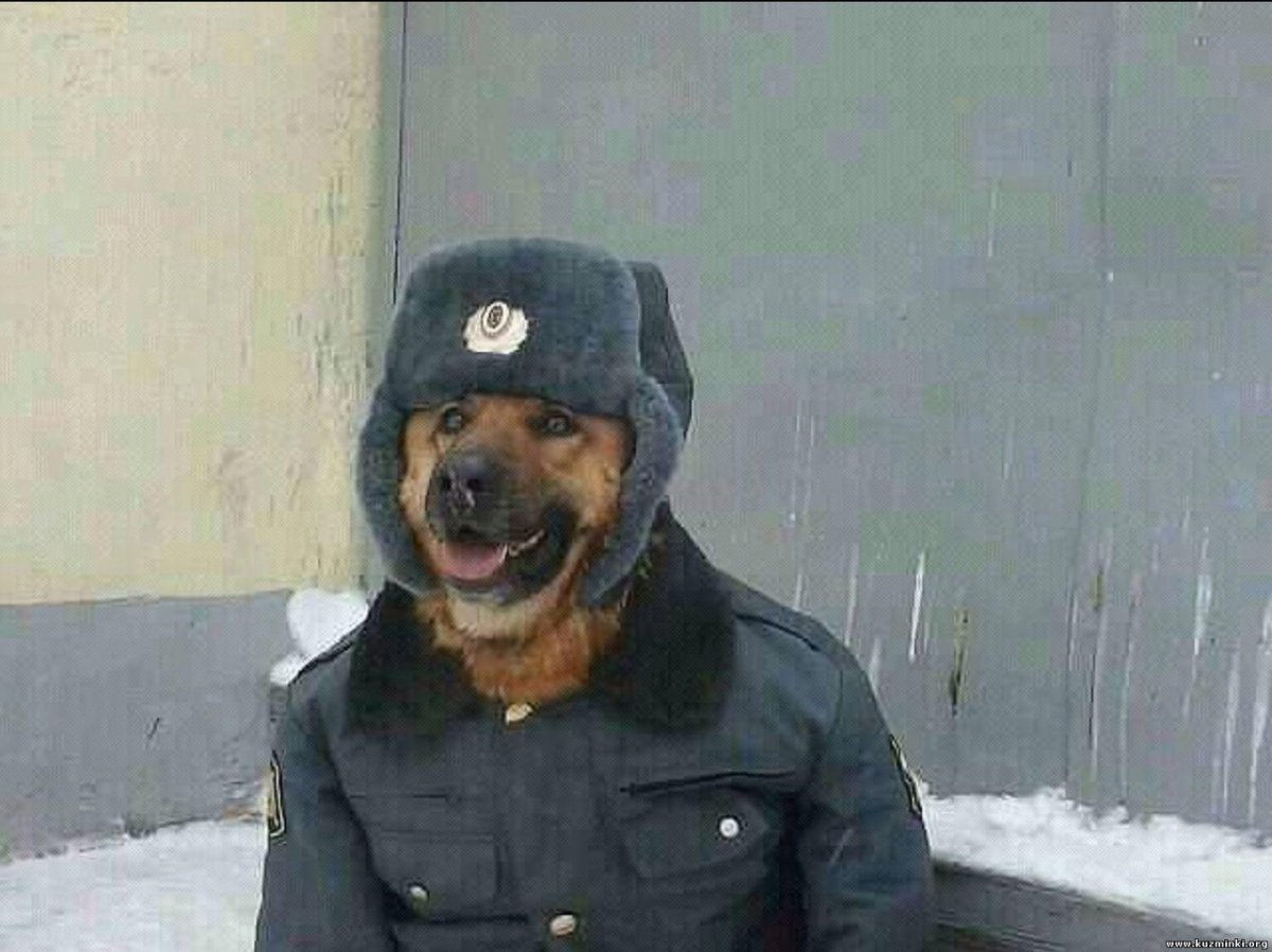 Собаки на службе в полиции