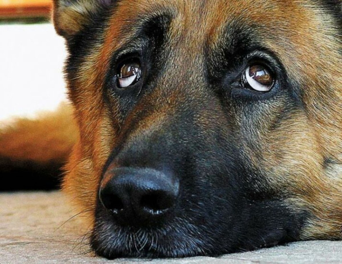 Порода собак хаски