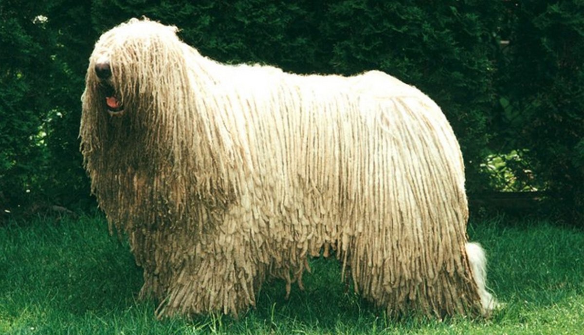 Венгерская пастушья овчарка Муди