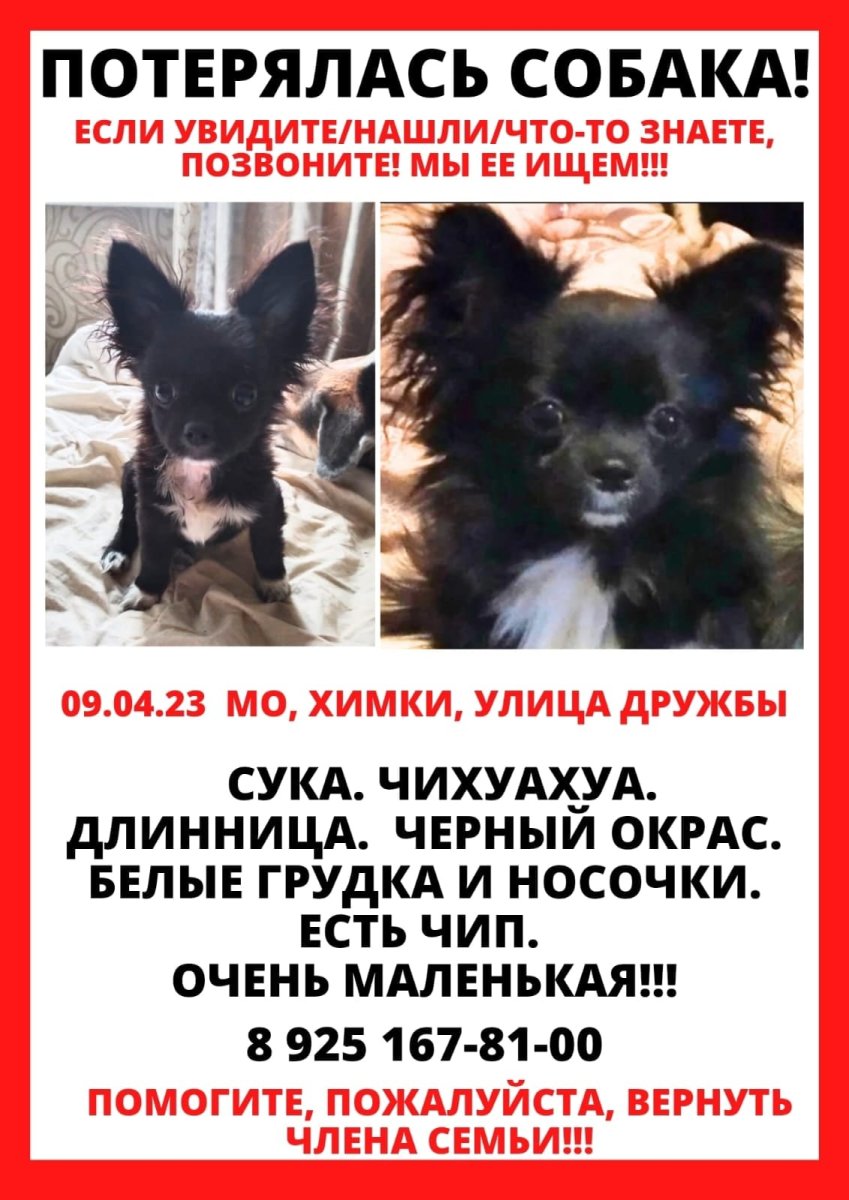 Собака на яхте