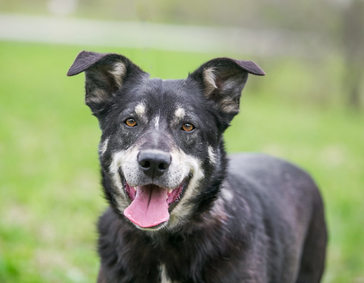 Собака в ушанке