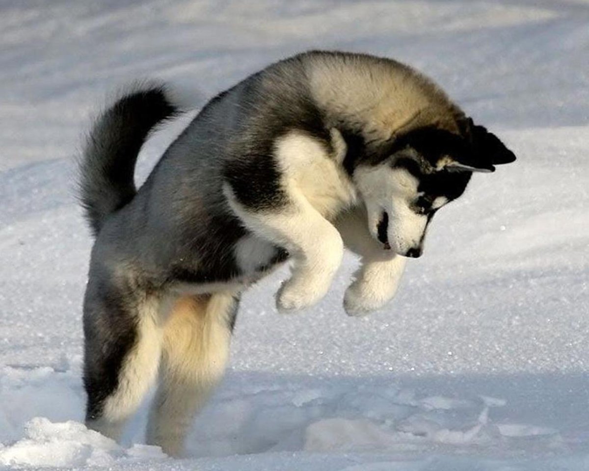 Собаки дворняжки большие