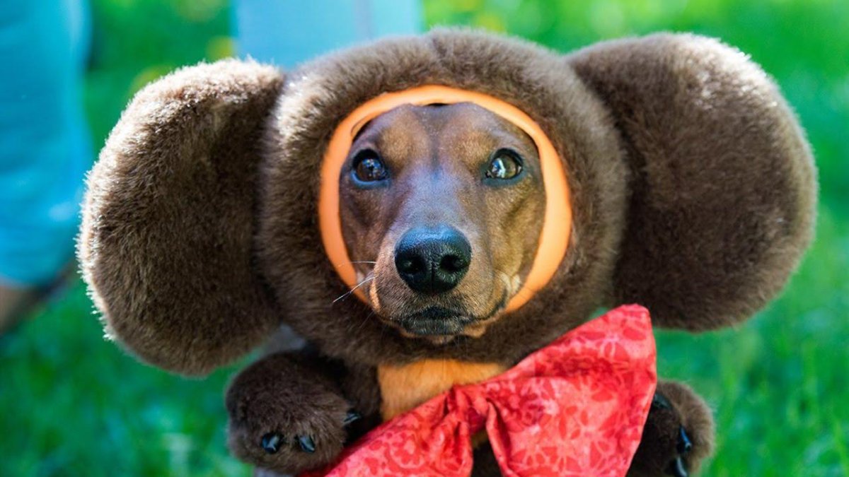 K9 овчарка Army