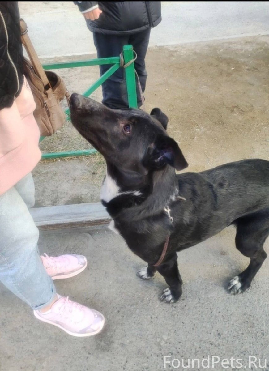 Кот в ушанке