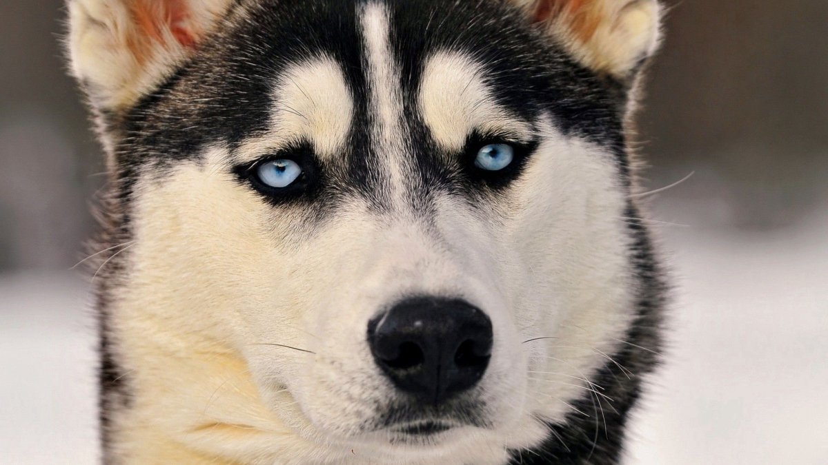 Животные вместе