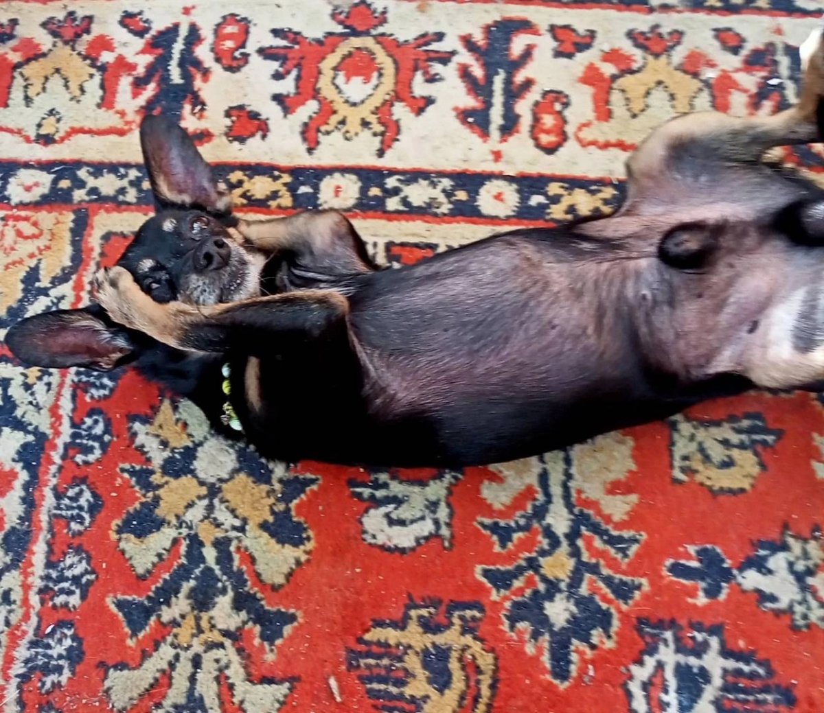 Собака в очках и шапке