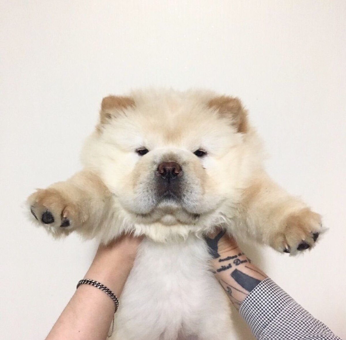 Щенки чау чау спят