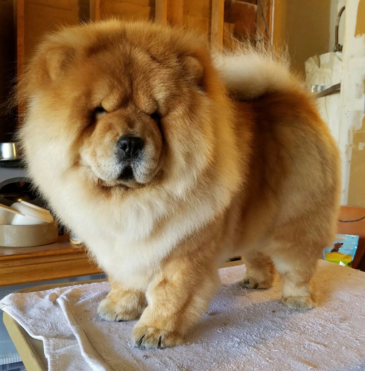 Чау-чау собака фото