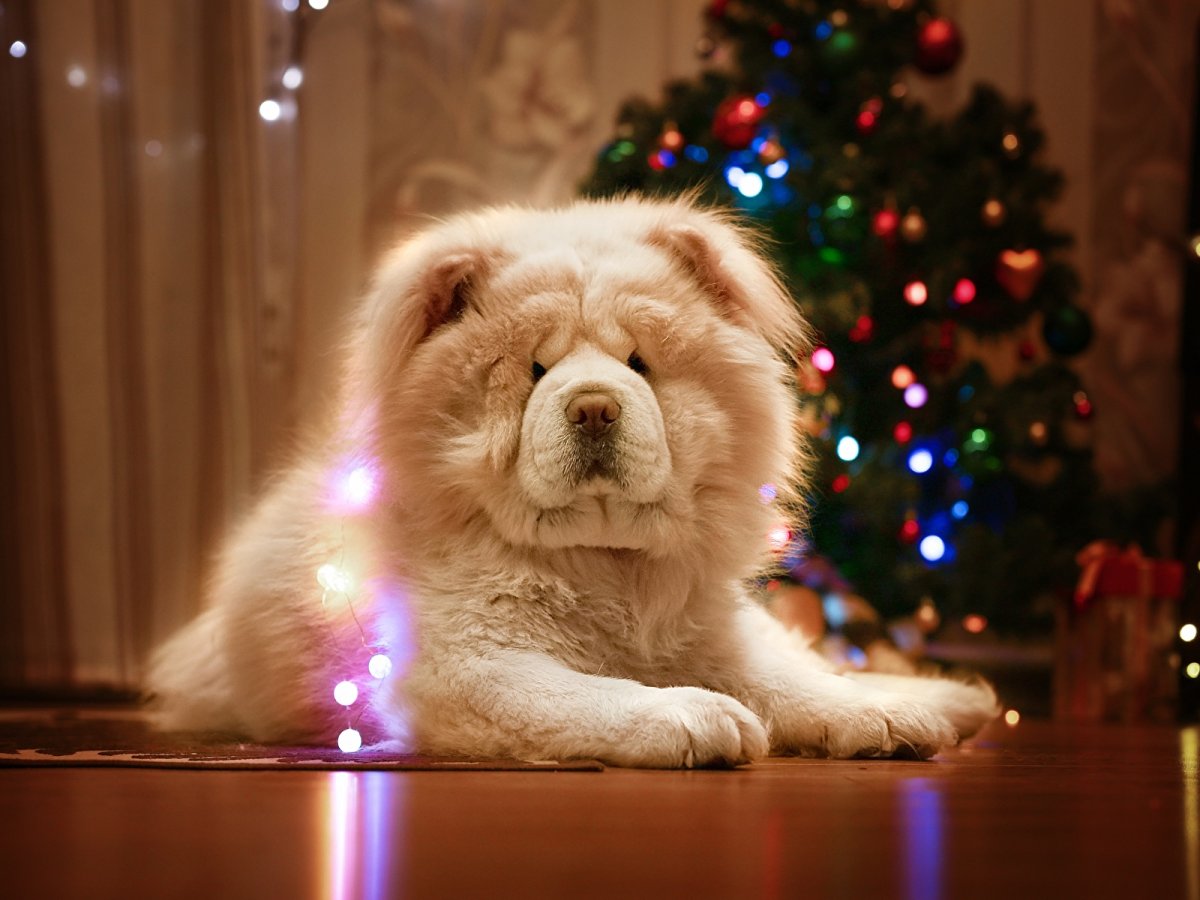 Щенки чау-чау