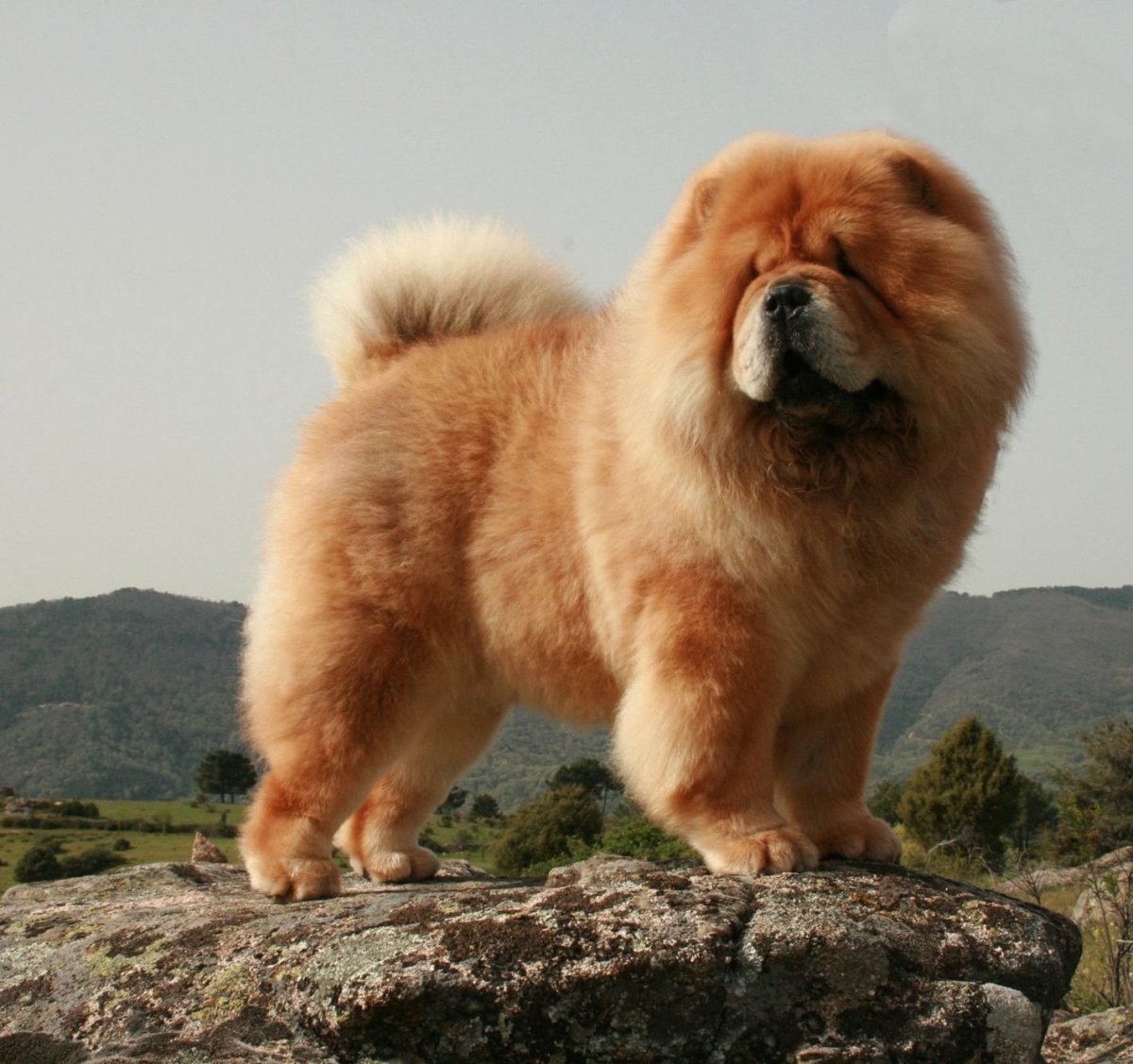 Глаза у чау-чау